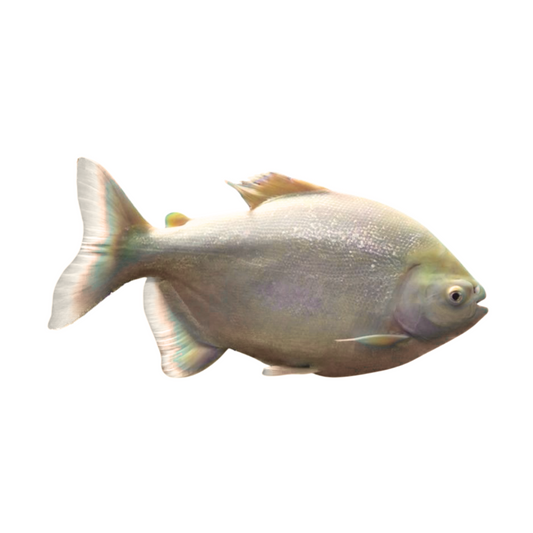 Pacu Albino (Piaractus mesopotamicus)
