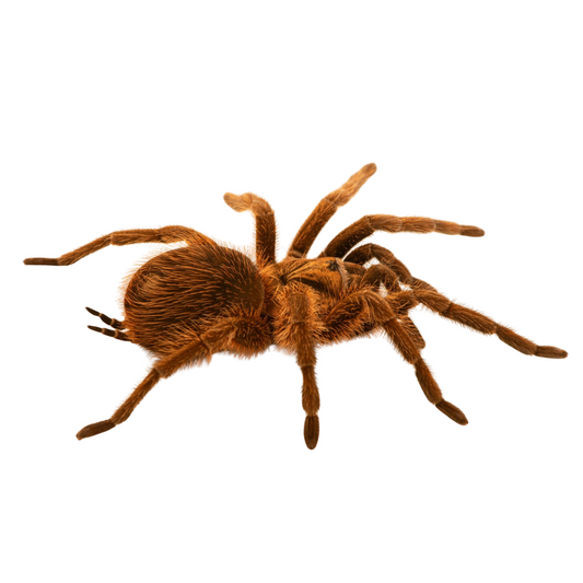 Phormictopus atrichomatus