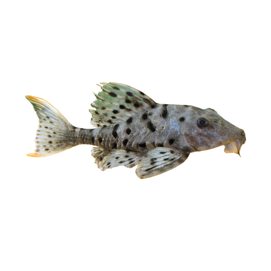 L95 (Pseudorinelepis genibarbis)