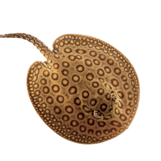 Raia Hibrida (Potamotrygon sp)