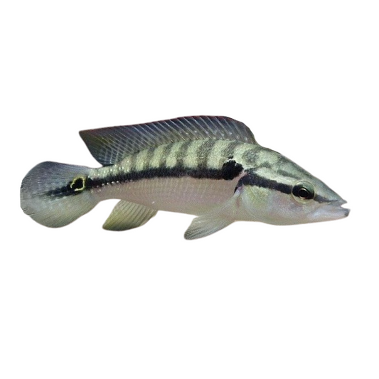 Ciclídeo Joaninha (Crenicichla lepidota)