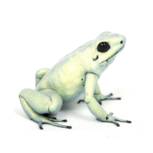 Terribilis Mint (Phyllobates terribilis)