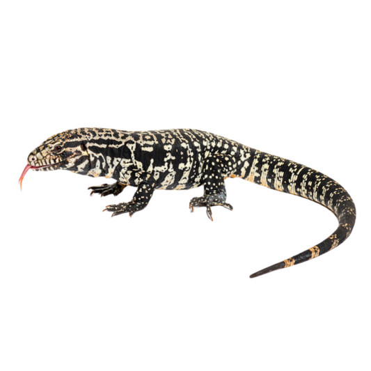 Tegu (Salvator merianae)