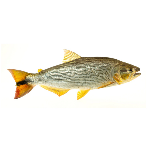 Dourado (Salminus brasiliensis)