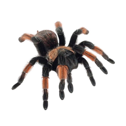 Brachypelma emilia