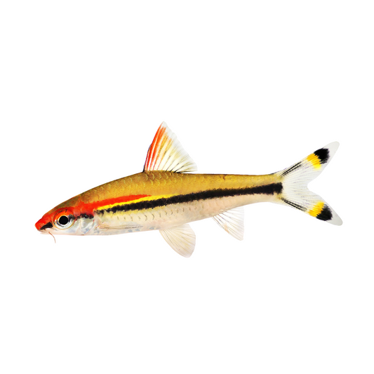 Barbo Torpedo (Puntius denisoni)