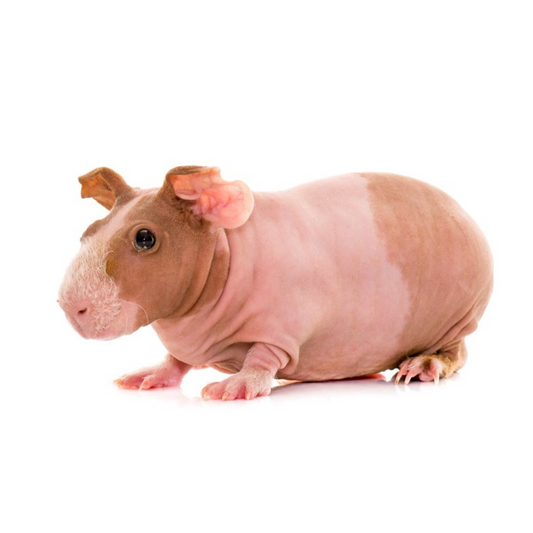 Porquinho-da-India Sem Pêlo (Cavia porcellus)
