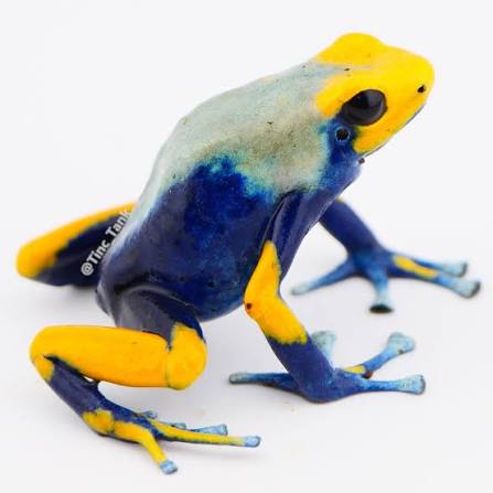 dendrobates tinctorius tumucumaque