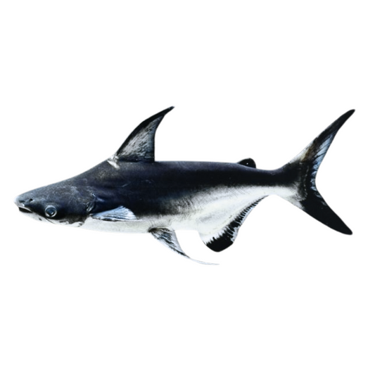 Pangasius Hi-fin (Pangasianodon hypophthalmus)