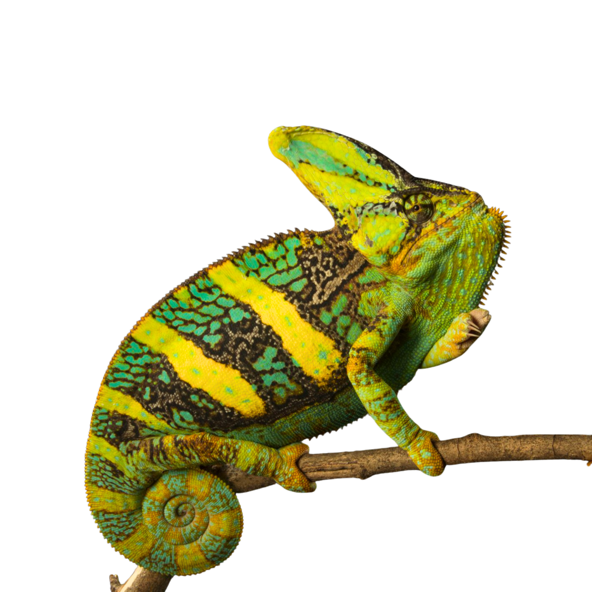 Camaleão do Iêmen (Chamaeleo calyptratus) – Jaspet