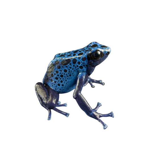 Sapo Garimpeiro Azul (Dendrobates tinctorius)