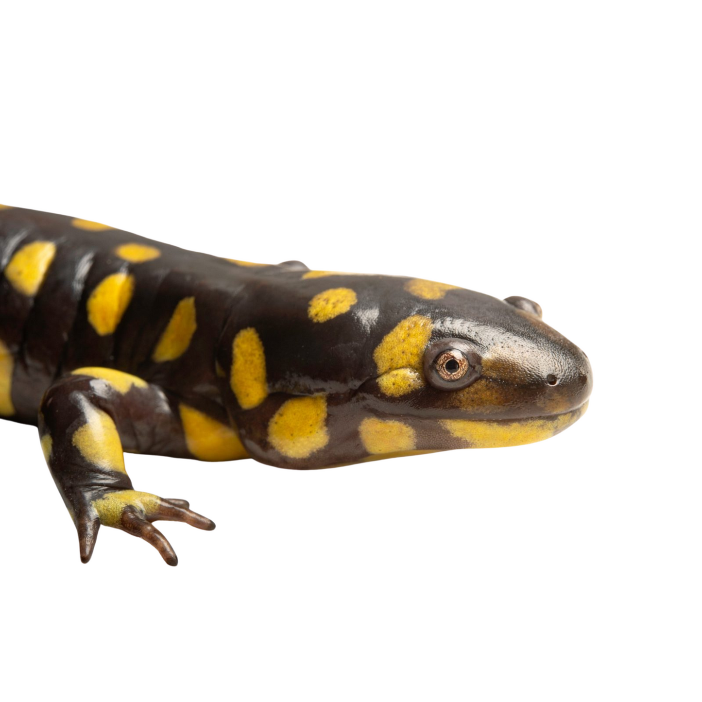 Salamandra Tigre - Ambystoma Tigrinum