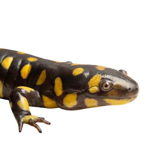 Salamandra Tigre - Ambystoma Tigrinum