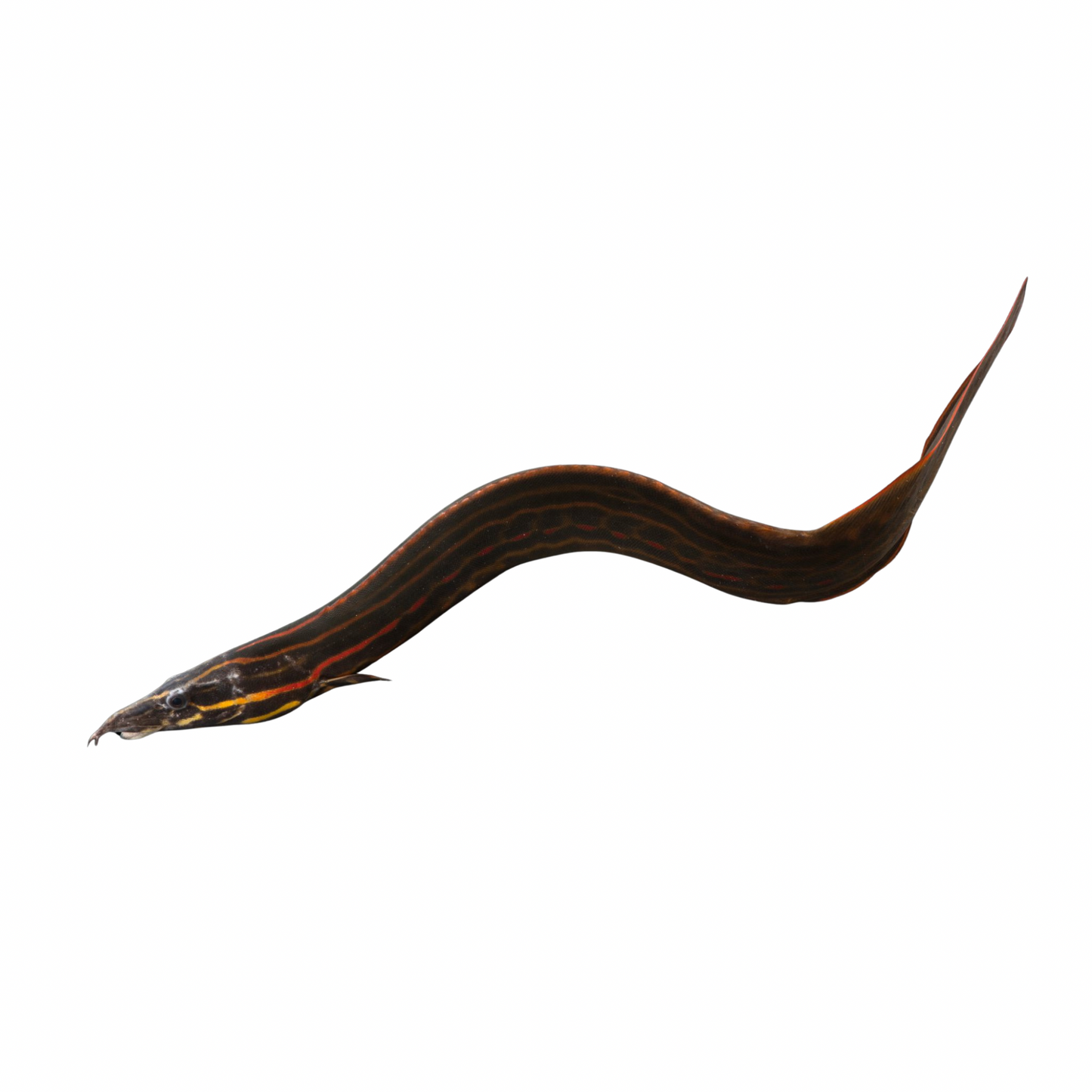 Enguia Fogo / Fire Eel - (Mastacembelus erythrotaenia)