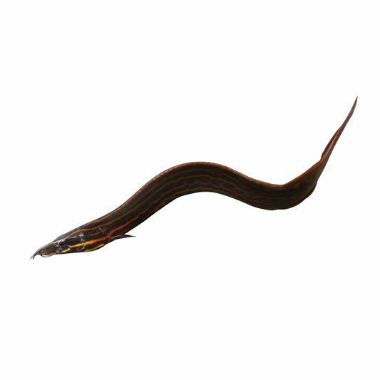 Enguia Fogo / Fire Eel - (Mastacembelus erythrotaenia)
