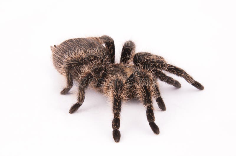 Brachypelma albopilosum