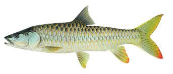 Golden Mahseer - TOR PUTITORA