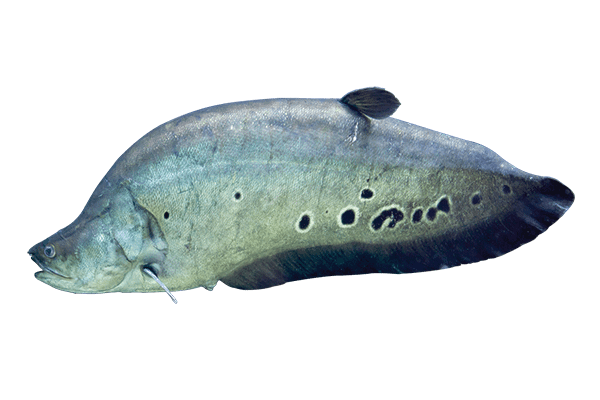 Peixe Faca (S) (Notopterus chitala)