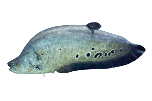 Peixe Faca (S) (Notopterus chitala)