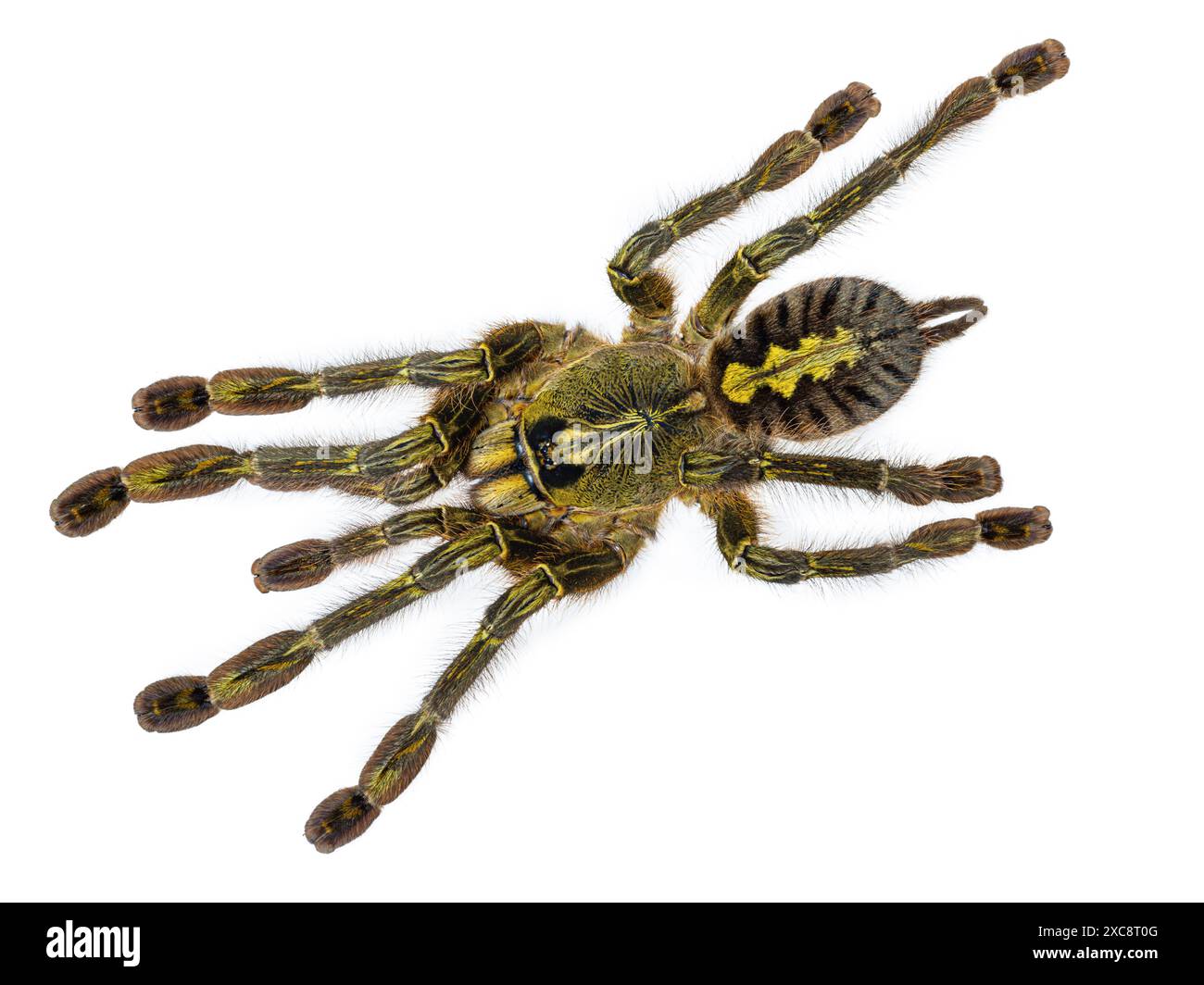 Poecilotheria rufilata