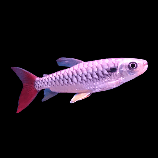 Pinktail Chalceus - Chalceus macrolepidotus
