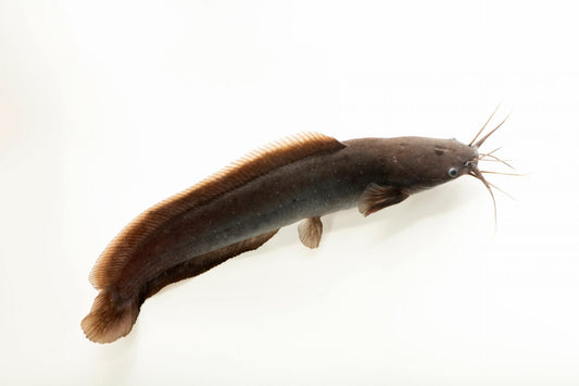 Claria cinza XXL (Clarias batrachus)