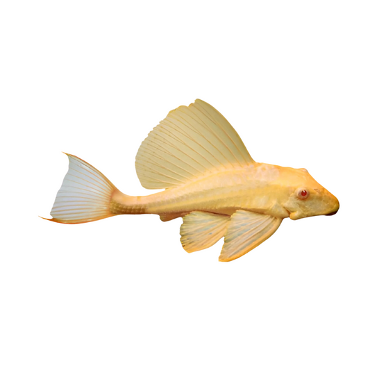 L83 Pleco Gibbiceps ALBINO(XS) (Pterygoplichthys gibbiceps)