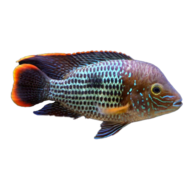 Green Terror (S) - Aequidens rivulatus