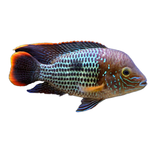 Green Terror (S) - Aequidens rivulatus