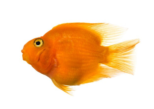 Ciclídeo Papagaio L