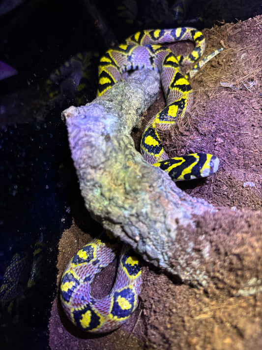 Cobra Rateira Mandarim (Euprepiophis mandarinus)