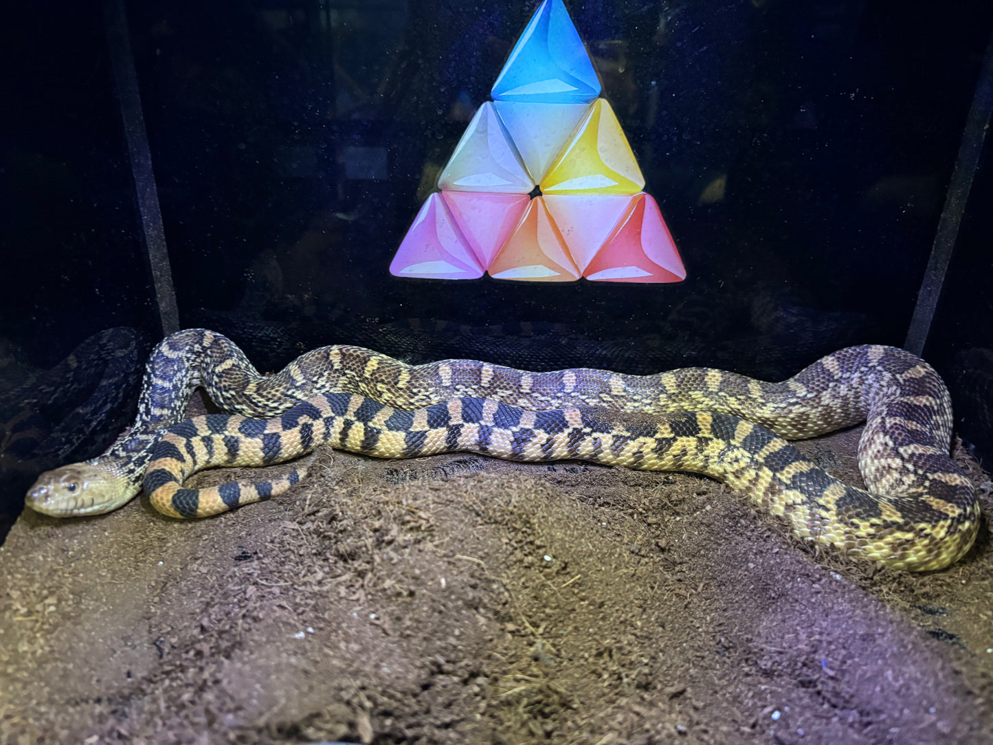 Bulsnake (het. Albino, white sided, 50% patterneless, 66% axanthic)