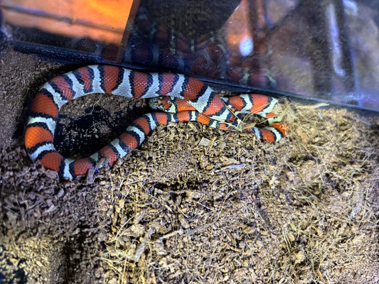 Cobra Rei Mexicana (Lampropeltis mexicana mexicana)