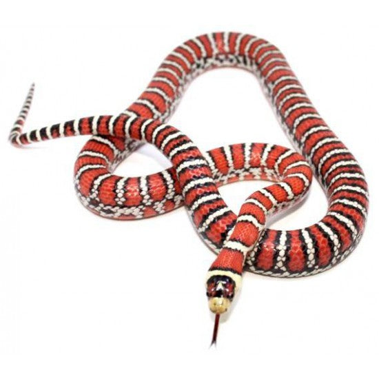 COBRA REI DO ARIZONA (Lampropeltis pyromelana) het applegate