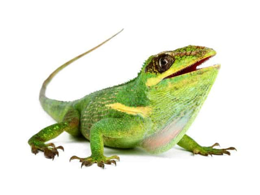 ANOLE GIGANTE DE CUBA