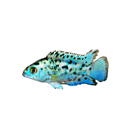 Cichlasoma Jack Dempsey 3- 3,5cm