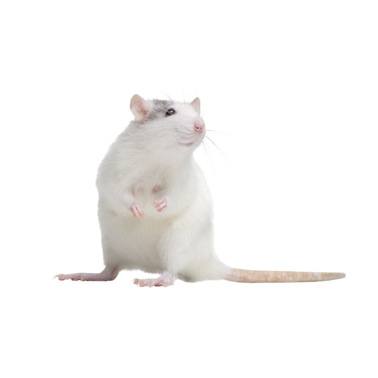 Rato pinkie  (1-2 g)