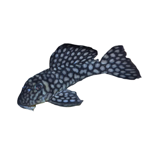 Spectracanthicus zuanoni - L020