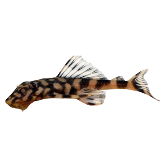 Dekeyseria picta - L052