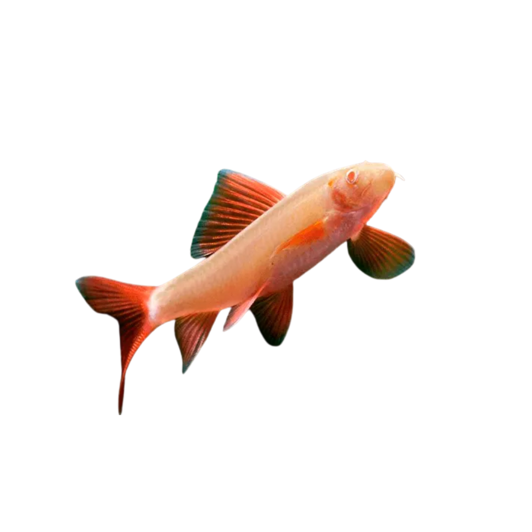 Labeo Frenatus 4-5cm