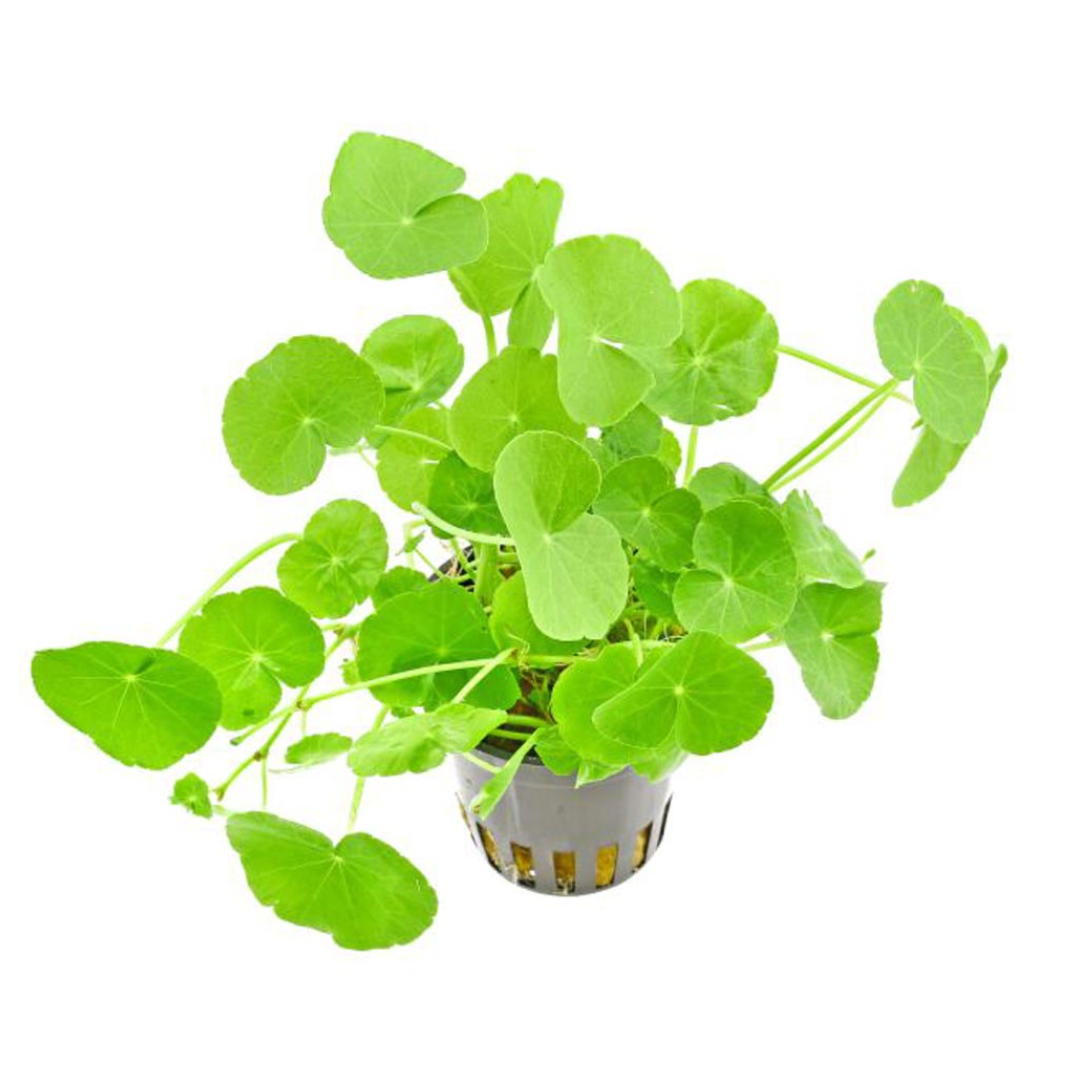Hydrocotyle Leucocephala