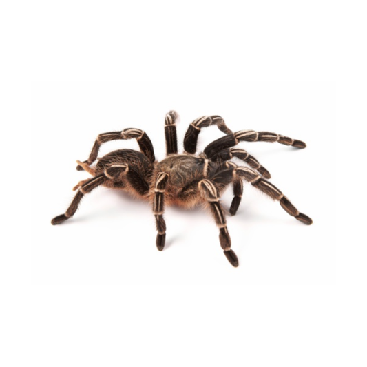 Aphonopelma seemanni XL