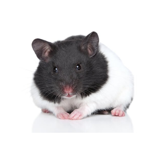 Hamster Anão Russo Panda (Phodopus sungorus)