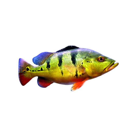 Cichla Orinocensis (S)