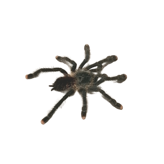 Avicularia spec. Blue moon