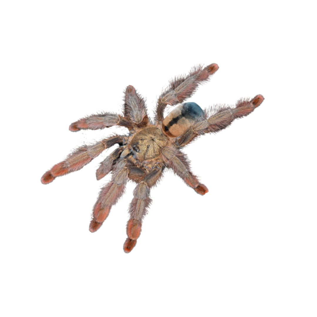 Psalmopoeus pulcher S
