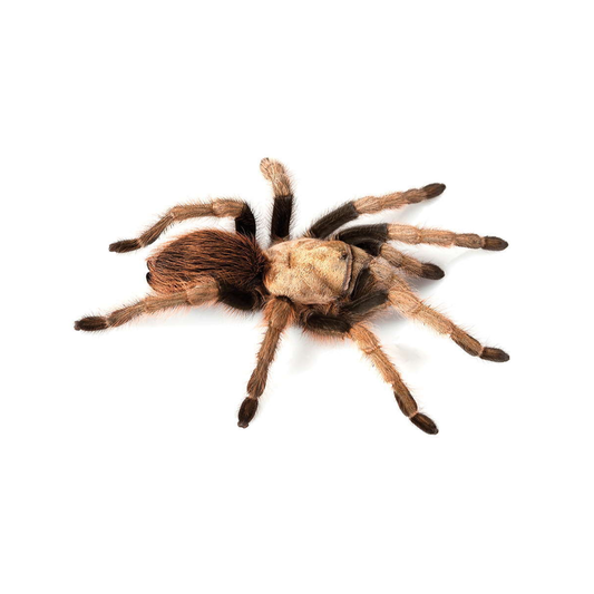 Aphonopelma chalcodes desert blond XL