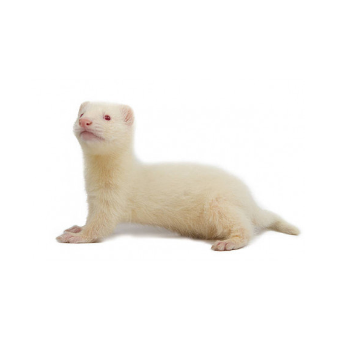 Furão (Mustela putorius furo) -  Albino