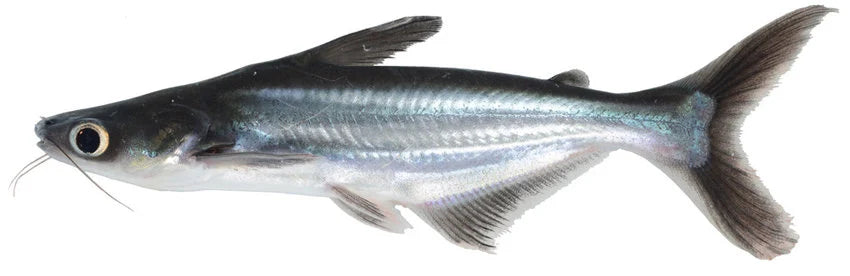 Pangasius (Pangasianodon hypophthalmus) (L)
