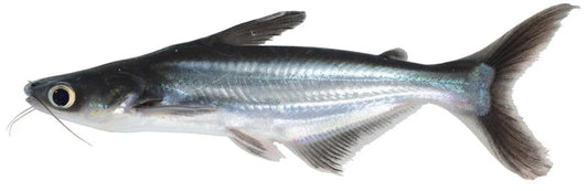 Pangasius (Pangasianodon hypophthalmus) (L)